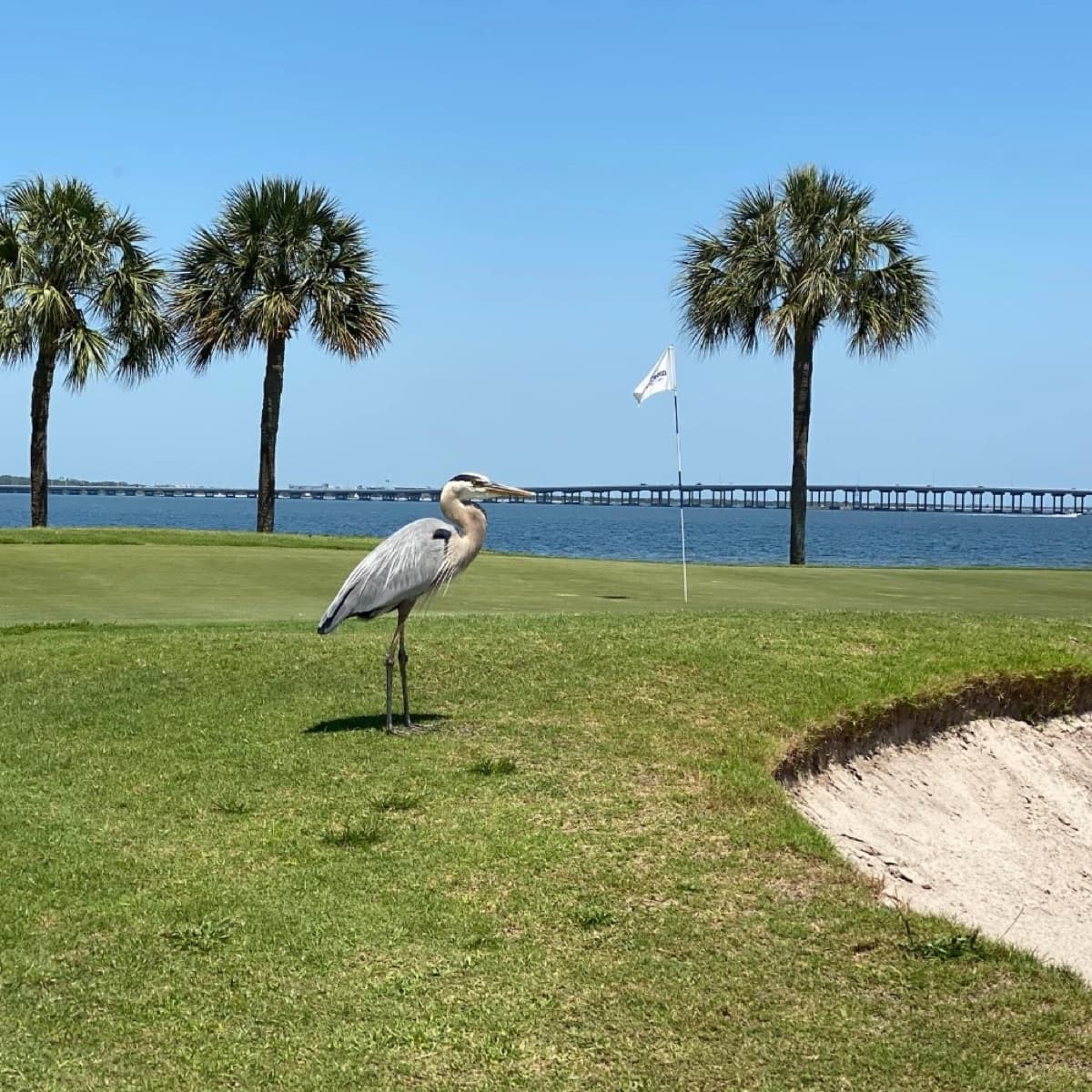 Cove Cay Golf Club in Clearwater, Florida
